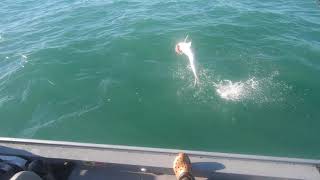 Duble de baby tarpon