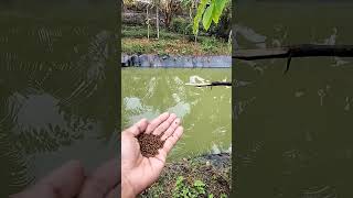 Ngasi Makan Ikan Gurame @GoPetani