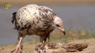 Wildlife of Iran: Vultures/ حیات وحش ایران: کرکس ها