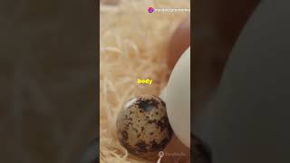 The Fascinating Process of Bird Fertilization🦚 #shorts #short #birds #reproduction #babyshark #cr7