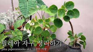 필레아 자구 정리하기