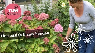 Hortensia's blauw houden - Tuinseizoen