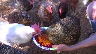 Happy Thanksgiving! Our Little Chicken Celebration!