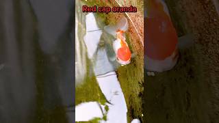 🔥 Red cap oranda goldfish in my new tank || @MaserKhamar #youtubeshorts #viral #shortvideo #fish