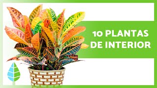 10 PLANTAS DE INTERIOR PARA INICIANTES 🌿🌸 Resistentes e Fáceis de Cuidar!