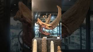 Amazing fossils of killer bipedal bear, two horned unicorns, and horns of unicorns.