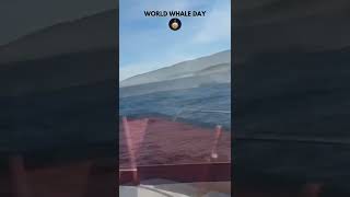 World Whale Day 2022 🐳