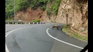 Leopard In Uttrakhand Village