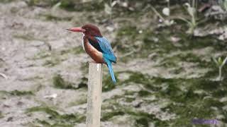 bird.240601001p09wl-halcyon smyrnensis 白胸翡翠 (white-throated kingfisher)-A001C01