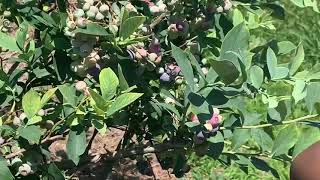 Blue berry picking #Shorts