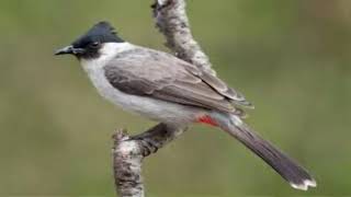 Rame Kicau Burung Kutilang