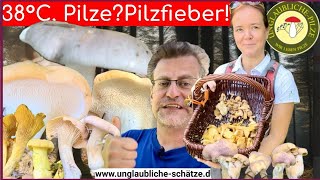 Pilze im September - Pilze suchen bei 38°C - Pilzfieber und voller Korb! Pilze sammeln 2024