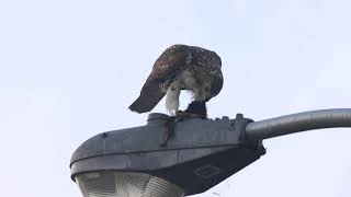 Red-tailed Hawk With Prey,  Colonel Samuel Smith Park, 10/01/21