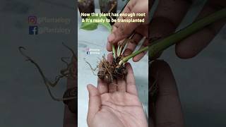 Repotting Philodendron Ring of Fire from Leca to Soil - Philodendron Plant Care