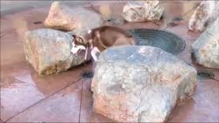 Dog Sits Down on a Timed Sprinkler