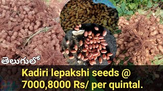 కదిరి లేపాక్షి | kadiri lepakshi | kadiri | 1812 | k1812 | ground nut seeds |contact number