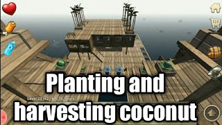 SURVIVAL ON RAFT | How to plant palm seed and harvesting