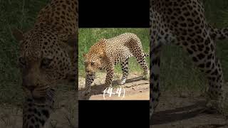 Jaguar VS Leopard