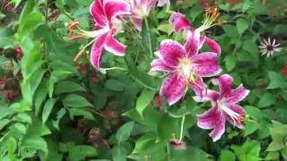 Garden Tour - 7-28-16