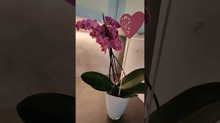 Orchid flowers #short #shortvideo #flower