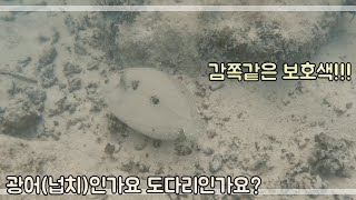 괌 투몬비치에 스노클링 가기 전에 알아두면 좋은 것들, 놀라운 보호색의 물고기 도다리인가? 광어(넙치)인가?