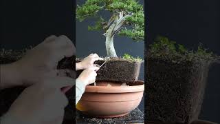 Bonsai under construction  #bonsai #bonsaitree