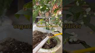 How to Care for Your Lemon Tree (Malta)