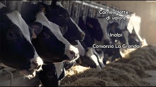 Carne e latte di valore