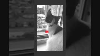 for You ❤️ #love  #cat #lovestatus #shortsfeed #shorts #youtubeshorts #viral #trending #ytshorts