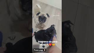 #pugspugspugs #amores#inscreva_se