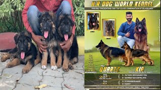 German Shepherd long hair Import Pedigree Puppy #germanshepherdlonghair 7988570530