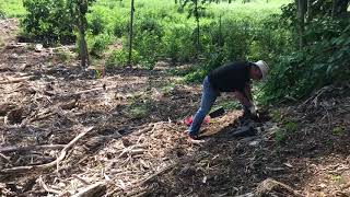 Kawainui Marsh Restoration- Kahanaiki Site