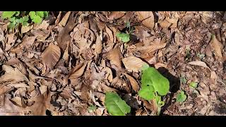 Bloodroot Poppy Plant.