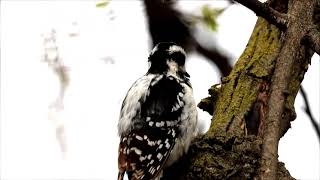 Hairy Woodpecker, Colonel Samuel Smith Park, 05/02/21