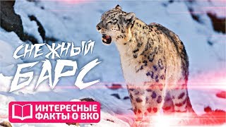 ИНТЕРЕСНЫЕ ФАКТЫ О ВКО: Снежный барс