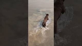 Chocolate Lab Denali loving the water!