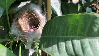 Newborn birds waiting for their mom and this happened