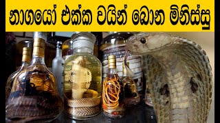 විෂකුරු සත්තු එක්ක වයින් බිලා තියෙනවද | Snake Wine Sinhala