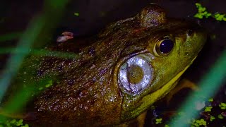 American Bullfrogs: The Predators Of The Pond