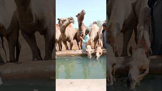 Camels are drinking water in a water tank #ytshorts #camel #shorts #drinkingwater #camelfarm