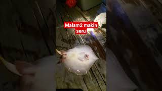 mlam malam makin seru banyak anak ikan pari #fishing #mancingdilaut #mancingikan #fyp #fypviral