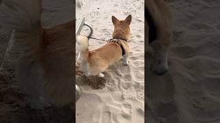 My Corgi: Amusing Beach Activities 🦊🧡 🌊🏖️😁