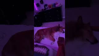 Sleepy doge #shortvideo #dog #cat #doge