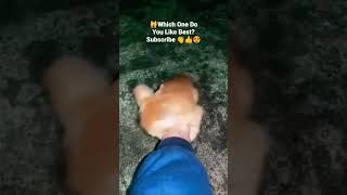 funny cats #viral #tiktok #short