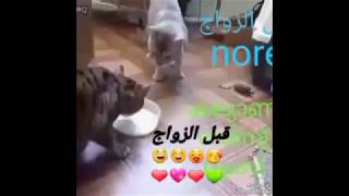 هذا شكل الرجل والمرأة قبل الزواج وبعد الزواج