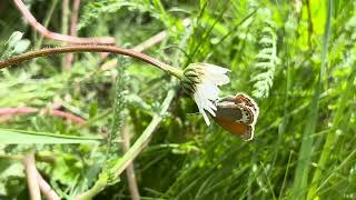 ガルデッタヒメヒカゲCoenonympha gardetta (Alpine Heath) 2024/06/29 Vars France