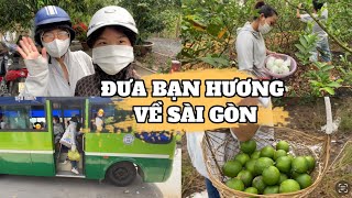 HÁI SẬP VƯỜN TRÁI CÂY Ở MIỀN TÂY