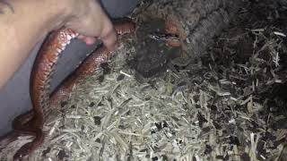 Corn snake feeding