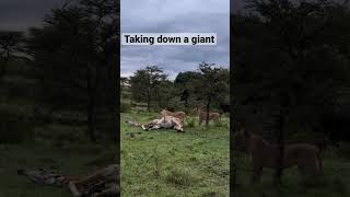 Lioness takes down a giraffe by herself #wildlife #lion #nature #shorts