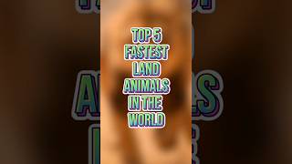 top 5 fastest land animals in the world 🌍#shorts #youtubeshorts #knowledgebyfurqan